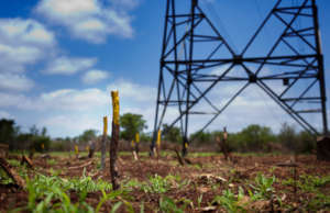 Each yellow stick shows where a mine was.