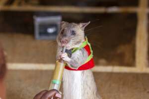 Training HeroRAT, Daudi for wildlife detection