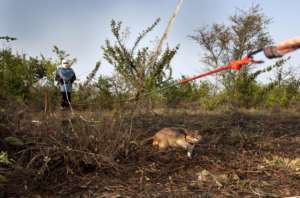 Sniffing out deadly landmines