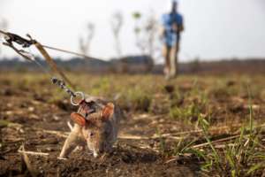 Successful mine detection means lives saved.