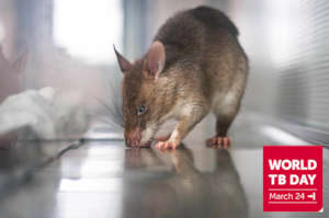 Benny is now free of TB thanks to APOPO.