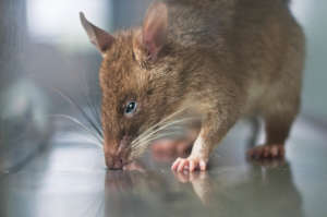 A TB Detection HeroRAT hard at work.