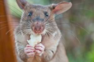 HeroRAT Birthday Feast