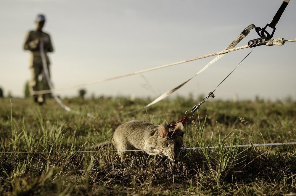 Mine detection rat training in Cambodia