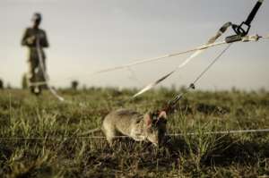 Mine detection rat training in Cambodia