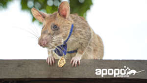 Magawa with his PDSA medal