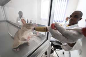 A TB Detection Rat