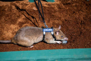 Celine at Point Defiance Zoo, Washington.