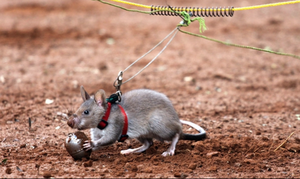 HeroRAT being trained with TNT inside tea eggs