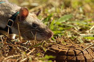 Mine detection HeroRAT