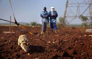 A mine detection rat at work in Mozambique