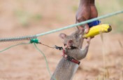 Support APOPO's rats in their life-saving missions