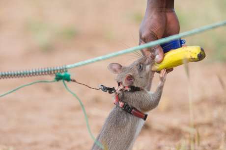 Support APOPO's rats in their life-saving missions