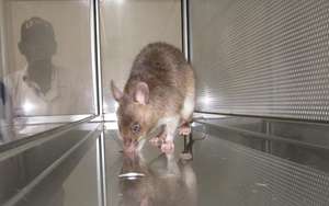 HeroRAT detects TB