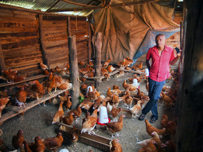 Chickens at Desire Farm