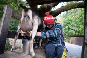 Milk those goats!