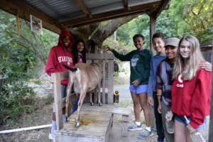 Learning to milk a goat
