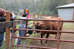 DCP students visit with Vida the cow