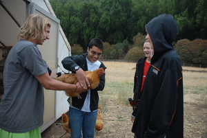The Chickens are a Hit!