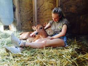 Caring for the baby calf