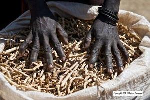 Just Harvested Sorghum in Uganda