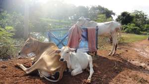 Stranded Livestock