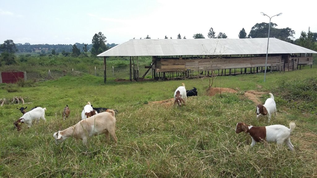 Kathy's Centre goat farm