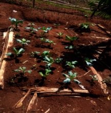 Violet's vegetable garden