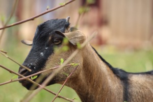 Act4Africa's Goats for Girls programme