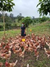 Mentor in charge of poultry quality oversight