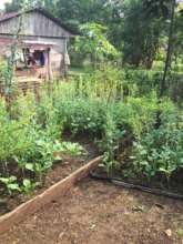 One of the many successful vegetable gardens