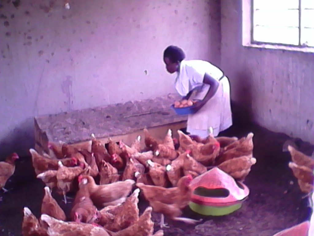 Students Feeding Chickens