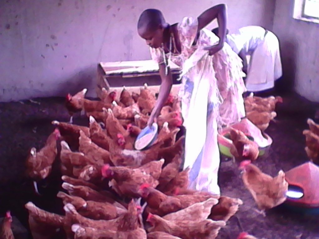 Students Feeding Chickens