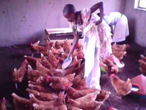 Students Feeding Chickens