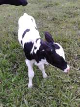 Victor the Calf