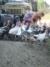 Poultry Venture in Moldova