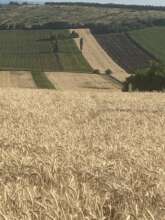 Moldovan Countryside