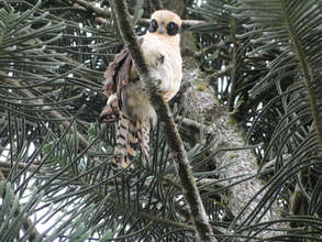 Guaco or Laughing Falcon in English