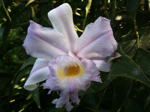 Flor de Un Dia rainforest orchid