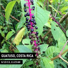 Another beautiful plant regenerating at project