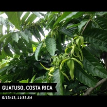 Flowering Ylang Ylang growing wild at project area