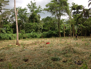 1000 trees in the ground the same day