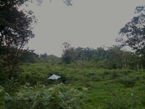 Marvin's 14 hectares of young trees, 9-2012