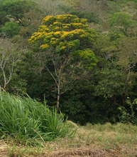 Barbachele tree, one of my favorites in the area