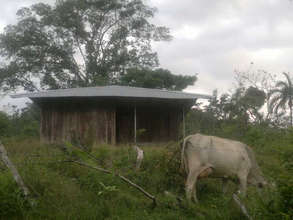 Cows amongst the trees
