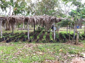 One of Elias Cruz's nurseries