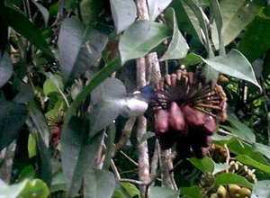 Jacobin feeding on unknown vine w/cups of nectar