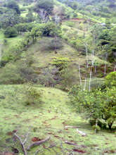 Long view of pastures with holes dug for trees
