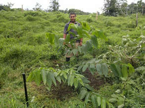 Tree development since planting, December 2011