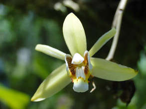 Orchid from the La Fortuna area